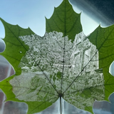 NATURE’S SENTIMENT LEAF